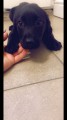 Labradorsk� retr�vr