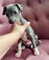 ڞasn� �t��ata italsk�ch chrt�k�