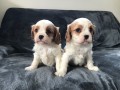 �t��ata Cavalier King charles