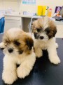 Miluj�c� �t���tka Lhasa apso