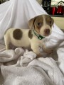 Miluj�c� �t���tka jack russel