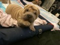 N�dhern� �t��ata Shar Pei