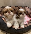 Kr�sn� �t���tka Shiz Tzu