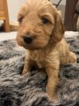 Cockapoo �t��ata