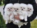 N�dhern� �t��ata pomeranian�