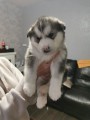 �t��ata alja�sk�ho malamuta