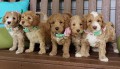 Roztomil� �t���tka labradoodle p�ipravena