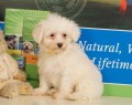 �t��ata Maltipoo p�ipravena do nov�ho domova