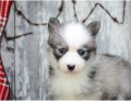 �t��ata Pomsky k adopci
