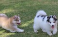 Voln�ch 11 mimo��dn� *POMSKY* �t��at