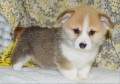 Pembroke �t��ata Welsh Corgi