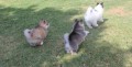 Okouzluj�c� �t��ata Pomsky k dispozici