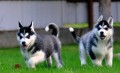 Modr� o�i �t��ata sibi�sk�ho huskyho