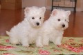 Fena a pes West Highland �t��ata