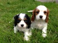 Ohromuj�c� �t��ata kaval�ra King Charles