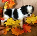 Fantastick� �t��ata Japanese Chin k dispozici