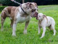 Alapaha Blue Blood Bulldog �t��ata