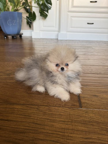 �t���tka N�meck� �pic trpasli�� (Pomeranian) s PP