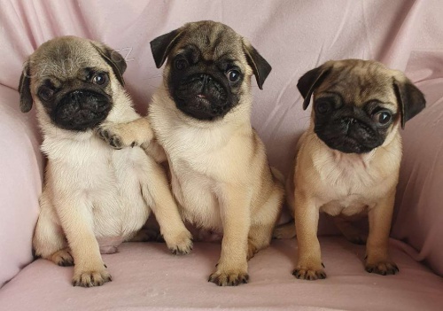 Mops