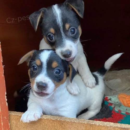 jack russell teri�ra.