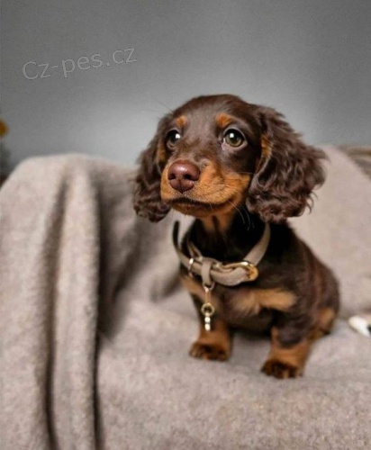 trpasli�� �t��ata dlouhosrst�ho jezev��ka