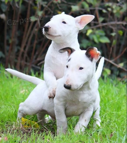 BULLTERI�RA MINI