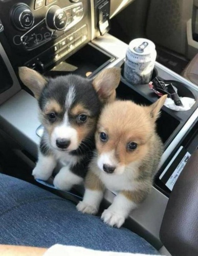 Corgi