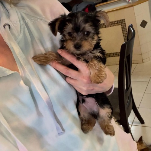 MINI YORKIPOO