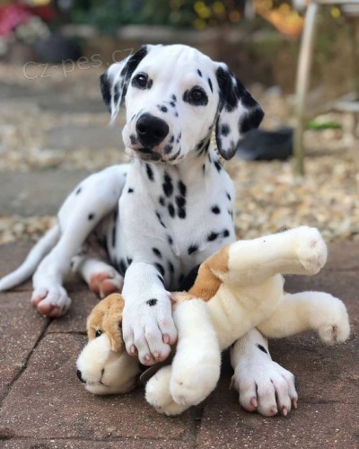 �t��ata dalmatin�