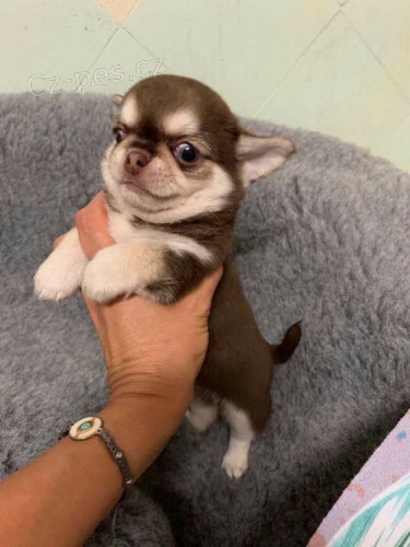 mini �ivava