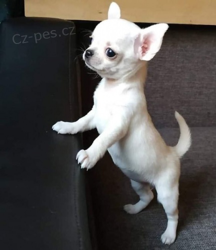 mini �ivava