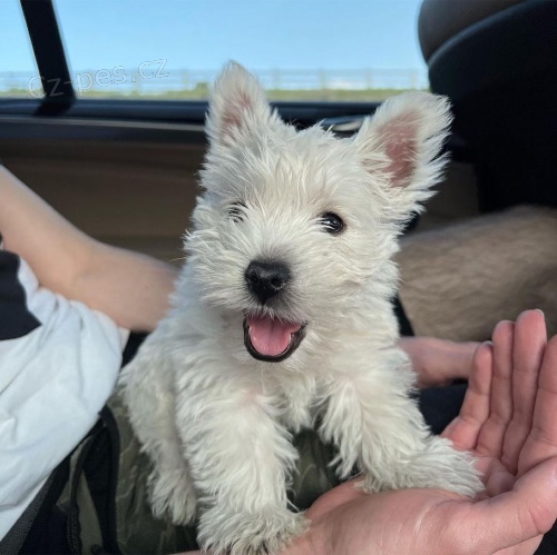 �t��ata West Highland White Terriers