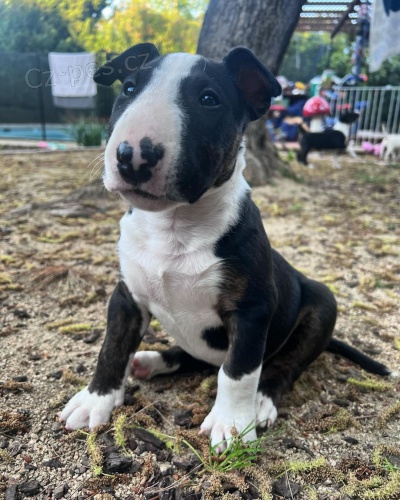 �t��ata mini anglick�ho bulteri�ra