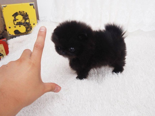 Kr�sn� �t��ata pomeraniana
