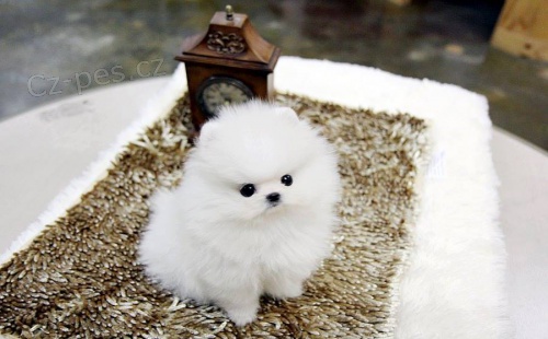 Kr�sn� �t��ata pomeraniana