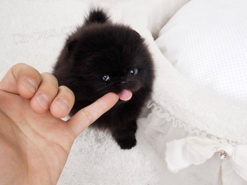 Kr�sn� �t��ata pomeraniana