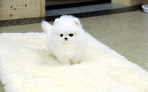 Kr�sn� �t��ata pomeraniana