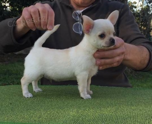 mini �ivava