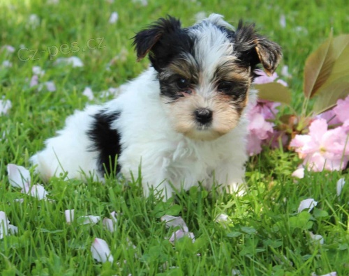 Biewer yorkie