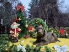 �okol�dov� �t��ata labradorsk�ho retr�vra