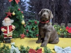 �okol�dov� �t��ata labradorsk�ho retr�vra