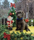 �okol�dov� �t��ata labradorsk�ho retr�vra