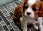Kaval�r King Charles �pan�l
