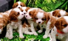 Kaval�r King Charles �pan�l