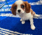 Kaval�r King Charles �pan�l