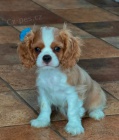 Kaval�r King Charles �pan�l
