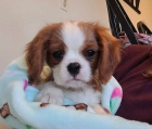 Kaval�r King Charles �pan�l