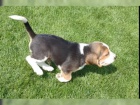 Prod�m �tenat B�gl