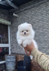 �t���tka N�meck� �pic trpasli�� (Pomeranian) s PP