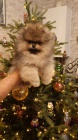 �t���tka N�meck� �pic trpasli�� (Pomeranian) s PP